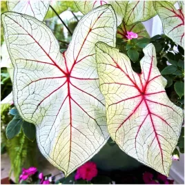kaladium-caladium-bulwa-pokojowe-domowe-white-queen-biale-1-szt-gratis