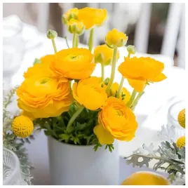 jaskier-ranunculus-zolty-cebulki-10-szt-prezent