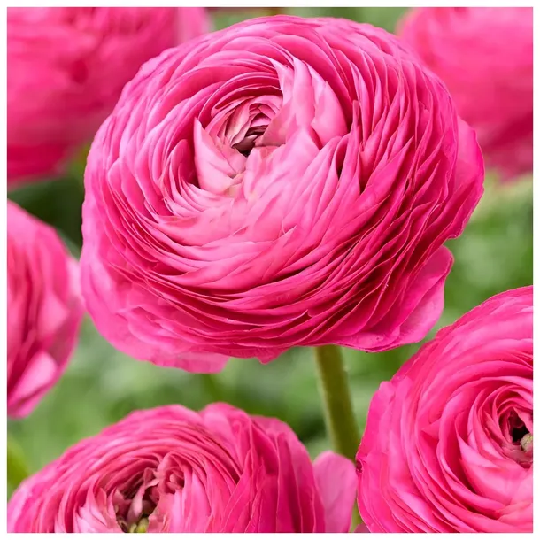Jaskier Ranunculus JASKIER Ranunculus Różowy cebulki 10 szt. + PREZENT – 244908100 - ERLI.pl