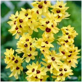 iksja-ixia-ogrodowa-yellow-emperor-cebulki-10-szt-gratis