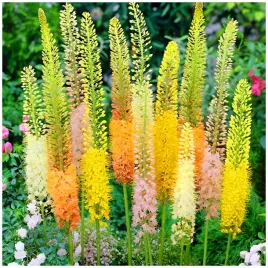 eremurus-pustynnik-himalajski-zestaw-mix-klacza-3-szt-gratis