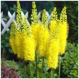 eremurus-pustynnik-himalajski-bungei-klacza-3-szt-gratis