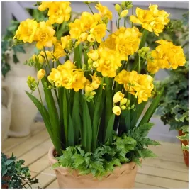 frezja-pelna-zolta-freesia-double-cebulki-20-szt-gratis