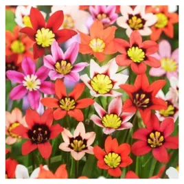 cyganski-kwiatek-sparaxis-zestaw-mix-kolorow-cebulki-5-szt-gratis