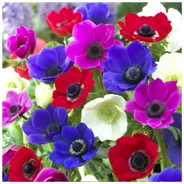 anemon-zawilec-mix-wyjatkowych-kolorow-cebulki-10-szt-gratis
