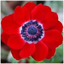 anemon-zawilec-intensywnie-czerwony-cebulki-10-szt-gratis