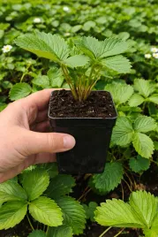 poziomki-poziomka-sadzonki-odmiany-regina-gigant-10-szt-owoc-do-zimy-green