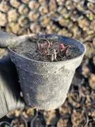 chrzan-sadzonka-duza-doniczka-ziolo-green-dom-ziola-ladne-sadzonki