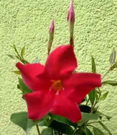 wiosna-sundaville-sundavilla-dipladenia-czerwona-red