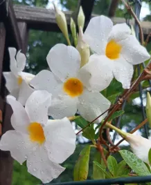wiosna-sundaville-sundavilla-dipladenia-biala