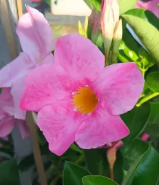 wiosna-rozowa-sundaville-sundavilla-dipladenia