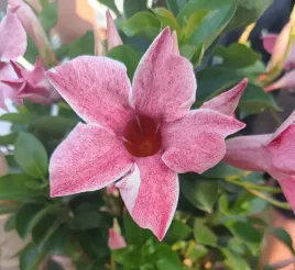 wiosna-sundaville-sundavilla-dipladenia-flamingo