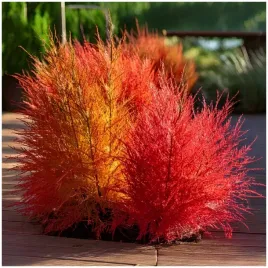 cyprysik-letni-mietelnik-kochia-krzew-trawa-zielona-czerwona-1000-nasion