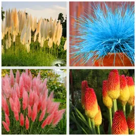 zestaw-125-nasion-trawa-pampasowa-biala-rozowa-trytoma-kostrzewa-sina