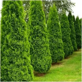 tuja-thuja-szmaragd-kolumnowa-zywoplot-krzew-nasiona-20-szt