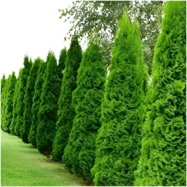 tuja-thuja-szmaragd-kolumnowa-zywoplot-krzew-nasiona-20-szt