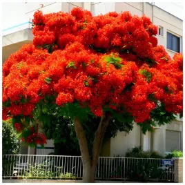plomien-afryki-delonix-regia-ogniste-drzewo-bonsai-nasiona-3-szt