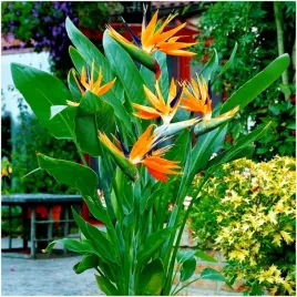 strelicja-krolewska-strelitzia-reginae-rajski-ptak-nasiona