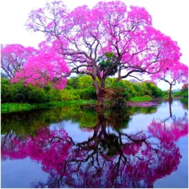 paulownia-puszysta-cesarskie-drzewko-szczescia-nasiona-10-szt