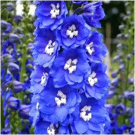 ostrozka-trwala-przeciw-kleszczom-wieloletnia-niebieska-nasiona-25-szt