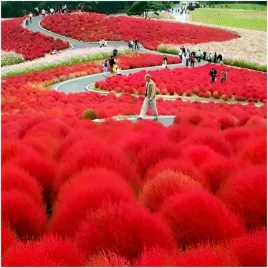 mietelnik-kochia-nasiona-plonaca-trawa-zielona-pozniej-czerwona-10-opakowan