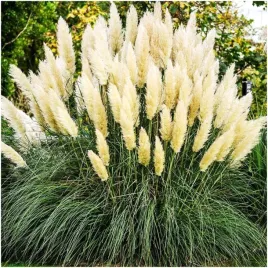 trawa-pampasowa-biala-nasiona-gigant-2-3-metry-pioropusze