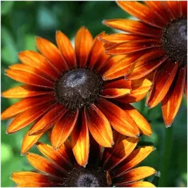 rudbekia-dwubarwna-teczowa-jezowka-nasiona-002-g