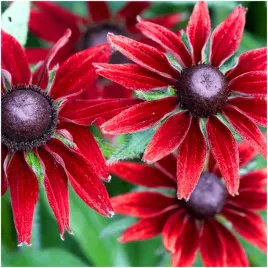 rudbekia-cherry-brandy-jezowka-kwiaty-wieloletnie-do-ogrodu-nasiona-002g