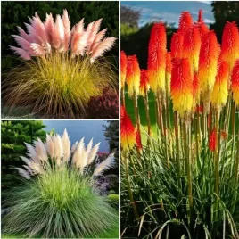 zestaw-85-nasion-plonace-kwiaty-pochodnia-trytoma-trawa-pampasowa