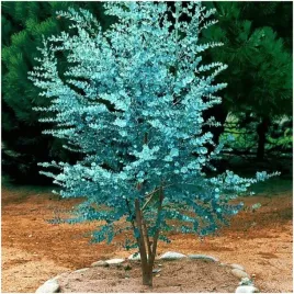 eukaliptus-niebieski-nasiona-odstrasza-komary-i-muszki