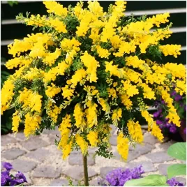 zarnowiec-miotlasty-efektowny-zolty-krzew-ozdobny-do-ogrodu-nasiona