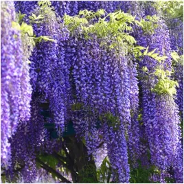 bajeczne-pnacze-glicynia-wisteria-3-nasiona