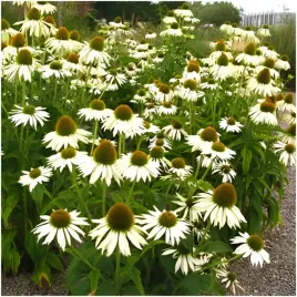 rudbekia-biala-jezowka-white-swan-nasiona-05g