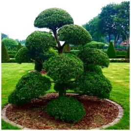 cis-pospolity-taxus-baccata-nasiona-wyjatkowy-iglak-do-twojego-ogrodu