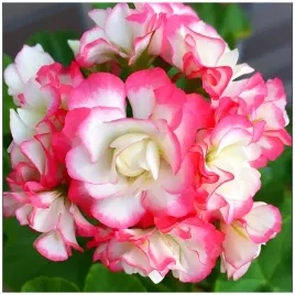 pelargonia-appleblossom-rozowa-efektowne-kwiaty-8-nasion