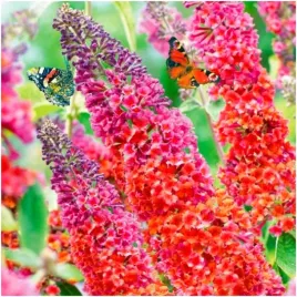 budleja-dawida-flower-power-miododajna-motyli-krzew-nasiona