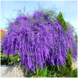 budleja-mieszanka-mix-miododajna-nasiona-001-g