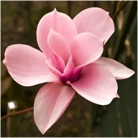 magnolia-loebnera-krzew-milosci-nasiona