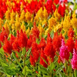 celozja-pierzasta-kolorowe-plonace-pioropusze