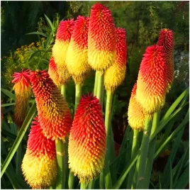 trytoma-groniasta-ogrodowa-bylina-ozdobna-pochodnia-nasiona-30-szt