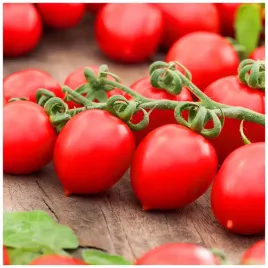 pomidor-malinowy-kapturek-600-szt-z-krzaka-nasiona-15-szt