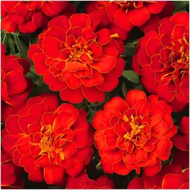 aksamitka-champion-najpiekniejszy-czerwony-kwiat-nasiona-02-g