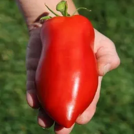 pomidor-gavanskaja-sigara-wielkie-owoce-nasiona