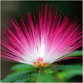 ablicja-albicja-nasiona-piekne-kwiaty-pioropusze-swiecace-jedwabne-drzewko