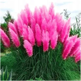 trawa-pampasowa-xxl-rozowa-do-25-m-wieloletnia-nasiona