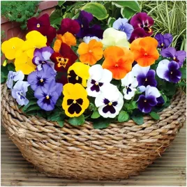 fiolek-rogaty-mix-odmian-i-kolorow-moc-barw-nasiona-03-g