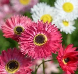 suchlin-niesmiertelnik-znosi-kazde-warunki