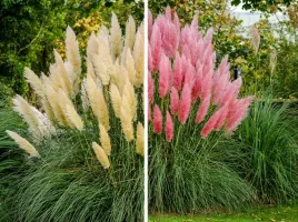 trawa-pampasowa-roz-i-bialy-nasiona-wieloletnia