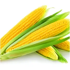 kukurydza-zlota-ogrodowa-nasiona-latwa-uprawa-duze-zbiory