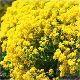 smagliczka-skalna-nasiona-zolta-idealna-roslina-na-rabaty